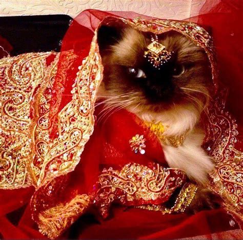 From charm to curse: The dark side of saree cats